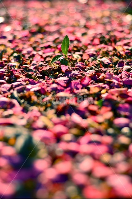 꽃잎,식물,꽃길,아웃포커싱,동백꽃,로우앵글,자연,식물,자연,plants,nature,꽃,flower,감성,sensible,feeling