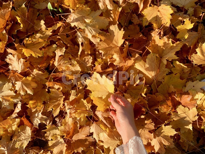 낙엽,단풍,가을,감성,색감,주황,노랑,fall,나뭇잎,여자손,plant,식물,leaf,잎,maple,가을,계절,fall,autumn,season,tree,나무