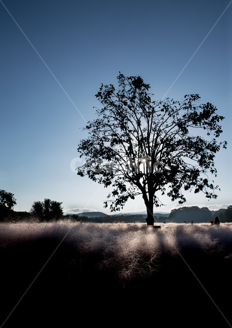 경주,나무,뮬리,핑크뮬리,가을,자연,풍경,nature,landscape,식물,plants,나무,trees,wood,tree,plant,tree trunk,나무 줄기