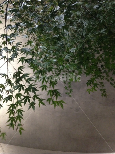 식물,잎사귀,덩쿨,leaf,plant
