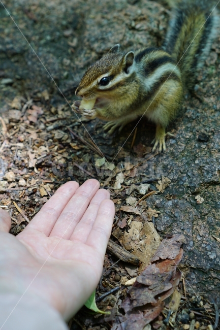 사람,친구,다람쥐,먹이주기,간식,간식시간,동물친구,공생,설악산,동물,animal,포유류,mammal,사람,인물,인간,human,person,신체일부,몸,body