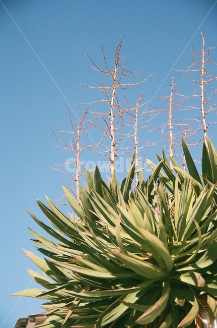 식물,나무,풀,하늘,PLANT,식물,자연,plants,nature