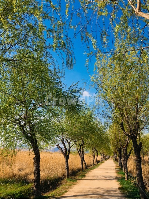 plant,식물,tree,나무,나뭇길,맑은하늘,갈대,reed