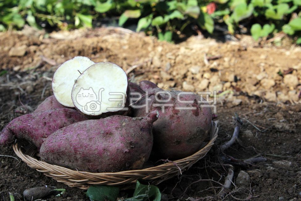 chestnut sweet potato,sweet potato stem,sweet potato,Sweet potato farming,Sweet Potato Harvest,plant,sweet potato field,vegetable,food