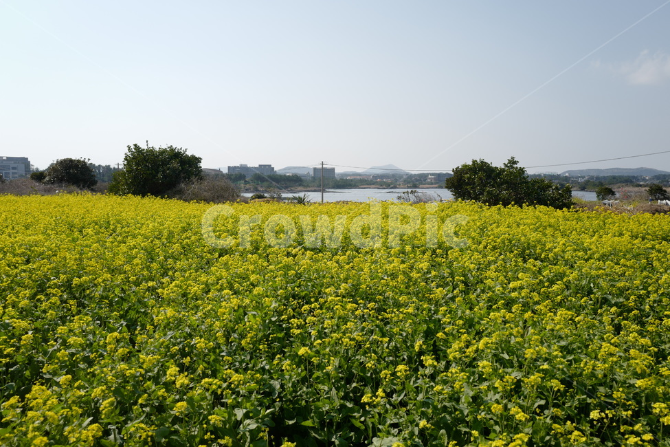 제주도,유채꽃,옐로우,광치기해변,노란꽃,봄,계절,spring,season,자연,풍경,nature,landscape,outdoors,옥외,grassland,목초지,field,들,meadow,farm,농장,rural,농촌