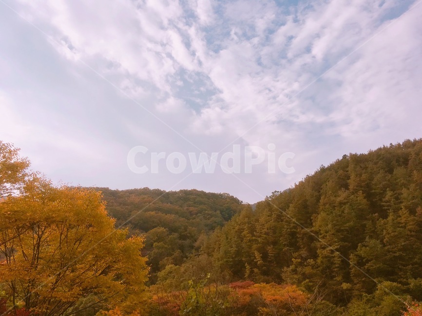 아비,abies,나무,fir,전나무,식물,plant,가을,계절,fall,autumn,season,자연,풍경,nature,landscape,tree