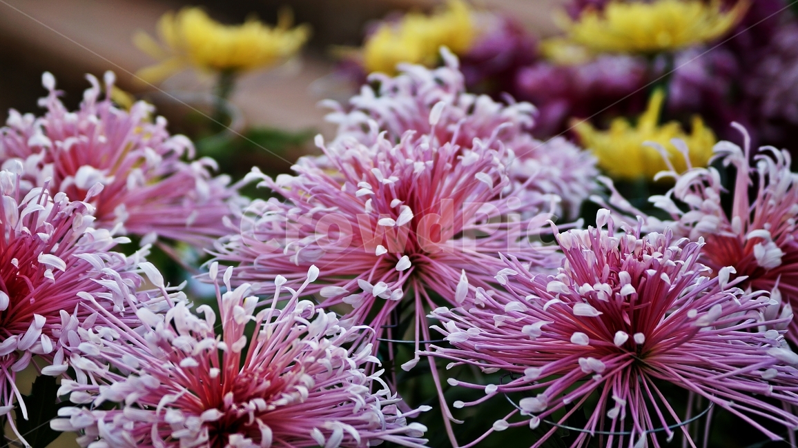 국화,개량국화,꽃축제,꽃길,식물,식물,자연,plants,nature,꽃,flower