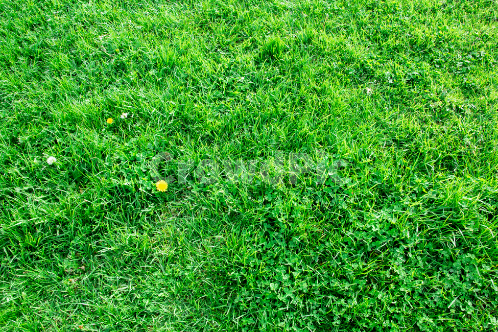 잔디, 꽃, 배경화면, background, 배경, 사진,이미지,일러스트,캘리그라피 - RandyLEE작가