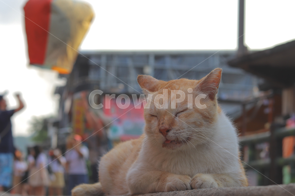 고양이,동물,길고양이,냐옹이,야옹이,길거리,animal,straycat,kitty,street,동물,animal,포유류,mammal,고양이,cat,kitten,kitty