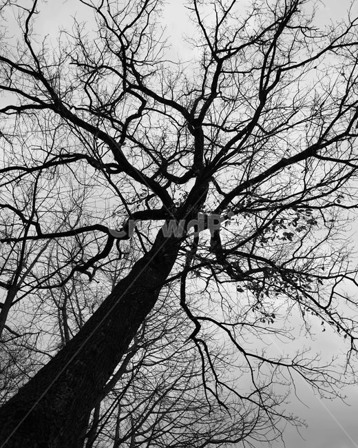 나무,겨울나무,가로수,풍경,흑백,나무가지,식물,자연,plants,nature,나무,trees,wood,흑백,모노톤,monochrome,black and white