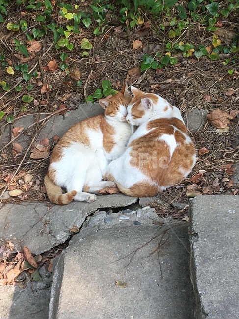 animal,고양이,cat,friendship,동물,동물,animal,포유류,mammal,고양이,cat,kitten,kitty