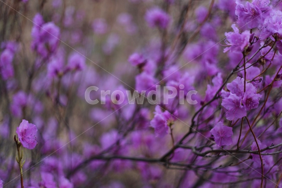 꽃,식물,자연,flower,접사