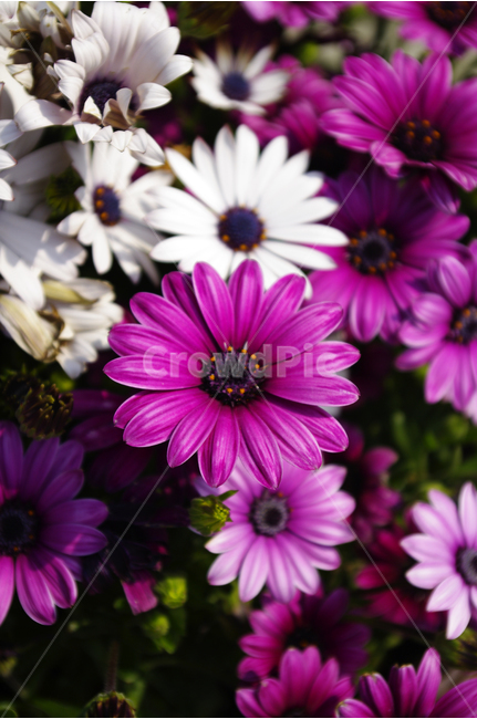 아네모네,식물,flower,plants,nature,꽃,꽃봉오리,꽃밭,color,식물,자연,plants,nature,꽃,flower