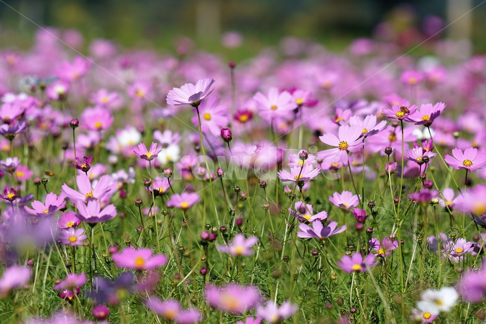 코스모스,가을,꽃,자연,식물,cosmos,nature,fiower,green,pink,가을,계절,fall,autumn,season,식물,자연,plants,nature,꽃,flower,grassland,목초지,field,들,outdoors,옥외,spring,봄,anemone,아네모네,plant,blossom