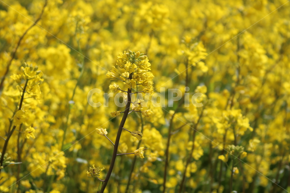 유채꽃,유채,노랑,식물,rapeflower,꽃,자연,풍경,봄꽃,yellow,plants,flowers,nature,landscape,spring,봄,계절,spring,season,식물,자연,plants,nature,꽃,flower