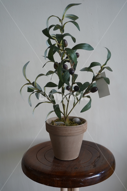 식물,느낌,분위기,카페,인테리어,식물,자연,plants,nature