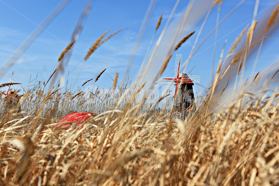 풍차,갈대,식물,자연,생태공원,풍경,배경,가을,계절,fall,autumn,season,자연,풍경,nature,landscape,plant,grass,잔디,food,음식,vegetable,야채,grain,곡물