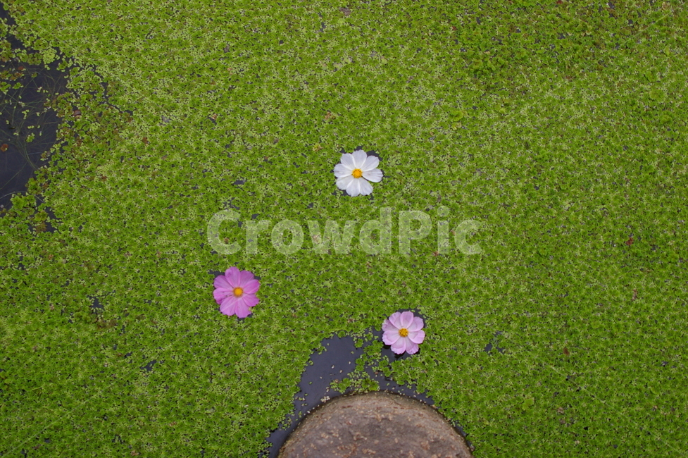 연못,초록,클로즈업,접사,plant,식물,leaf,잎,코스모스,꽃잎,감성사진,식물,자연,plants,nature,꽃,flower