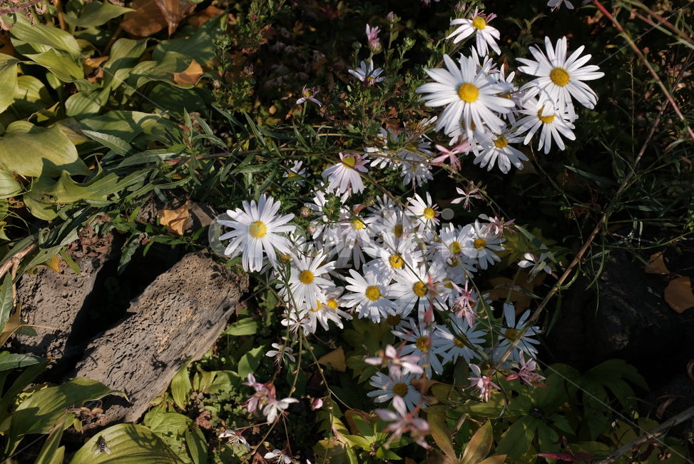 꽃,풀,돌,하얀꽃,계란후라이꽃,식물,자연,plants,nature,꽃,flower
