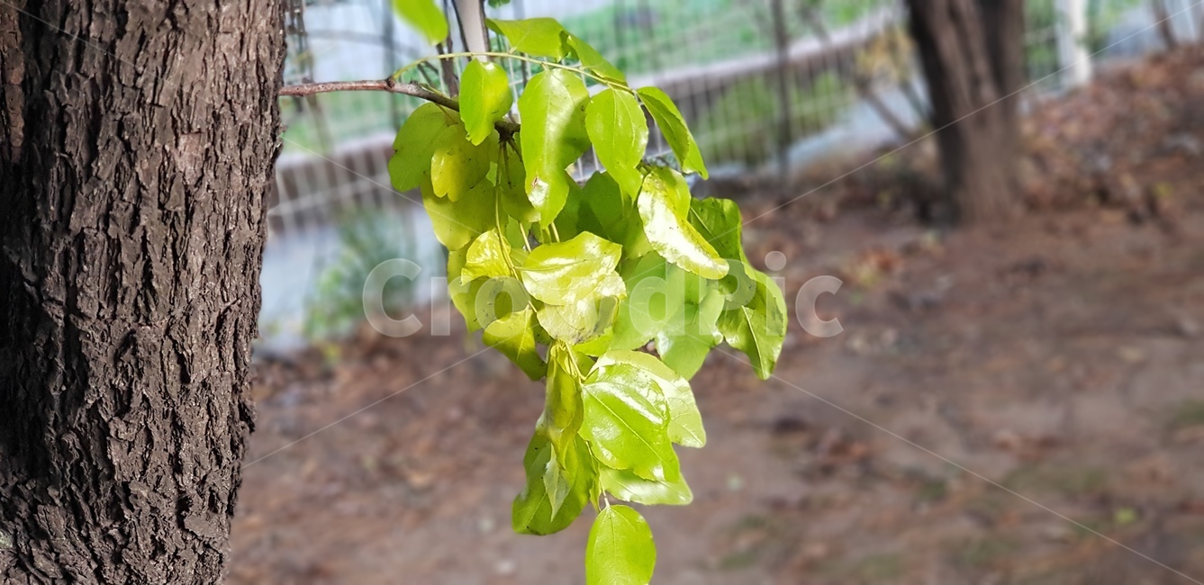 나무,대추나무,잎,초록,나무껍질,plant,싱그러움,연두,연두잎,초가을,흙,나무뿌리,식물