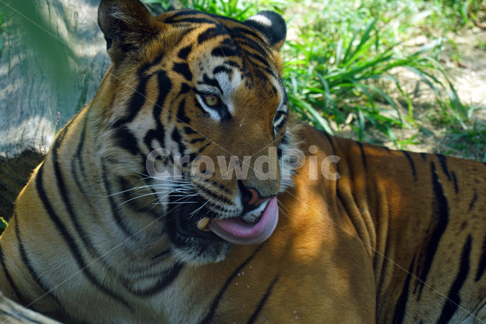 호랑이,벵갈호랑이,타이거,tiger,동물,포유류,animal,고양이과,자연,nature,이빨,송곳니,육식동물,무섭다,무서운,맹수,얼굴,짐승,beast,savage,mammal,동물,animal,포유류,mammal
