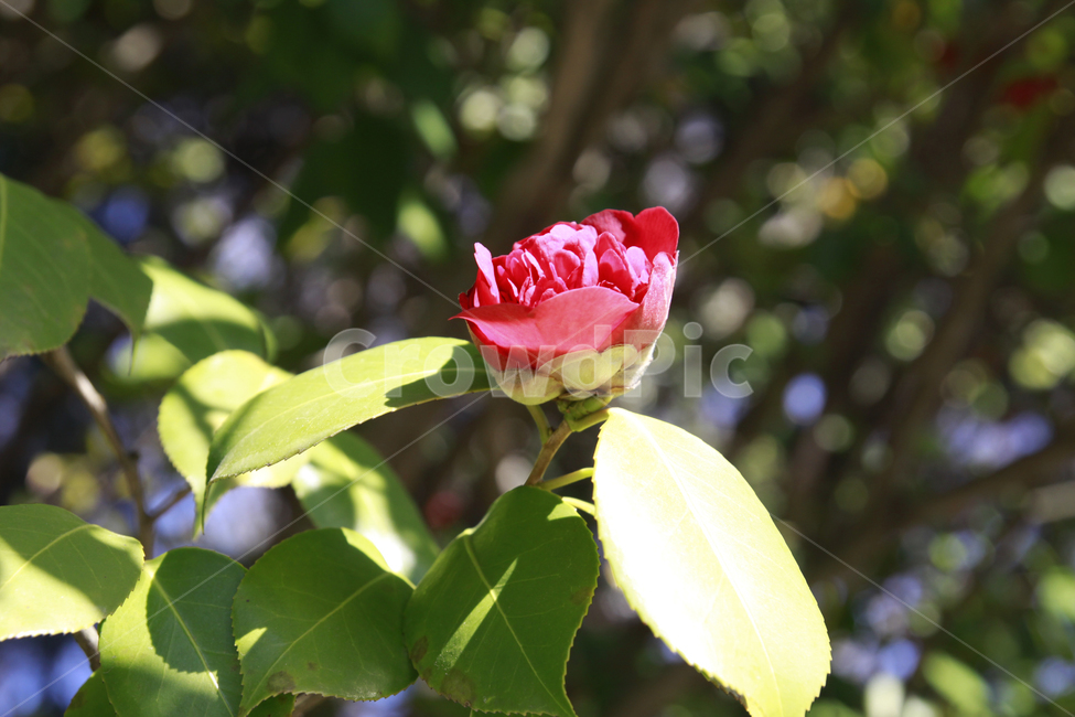 동백꽃,꽃,꽃말,자연,봄,꽃잎,붉은색,식물,동백동산,plants,nature,flower,식물,자연,plants,nature,꽃,flower
