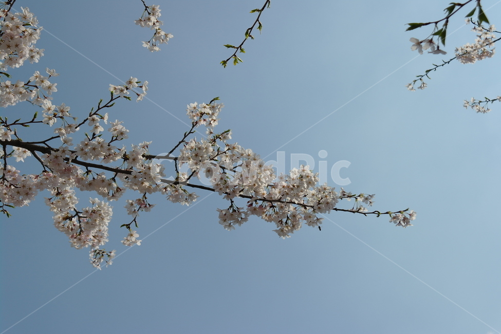 봄,자연,꽃,벚꽃,cherryblossoms