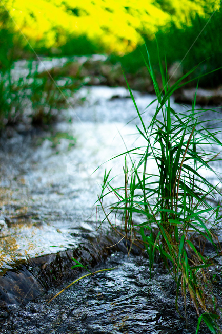 river,하천,자연,nature,식물,plant,물,water,green,초록