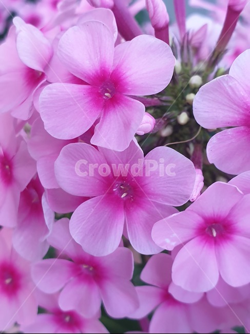 꽃,꽃잔디,봄꽃,봄의전령,이쁜꽃