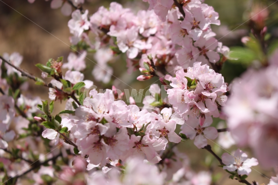 꽃,봄,벚꽃,근접사진,자연,풍경,flower,spring,cheeryblossoms,nature,봄,계절,spring,season,식물,자연,plants,nature,꽃,flower,plant,blossom