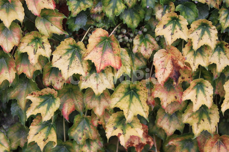 나뭇잎,식물,단풍,가을,담쟁이,덩굴,식물,자연,plants,nature