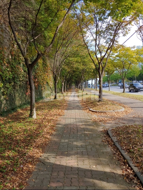 path,통로,tree,나무,식물,자연,풍경,nature,landscape,plant,sidewalk,보도,pavement,포장