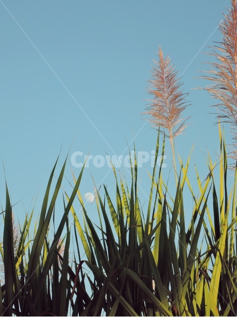 grass,잔디,plant,식물,하늘,달,수수,수수밭,초록,자연,실외,풍경,저녁,초저녁,보름달,잎,감성,노을,빈티지