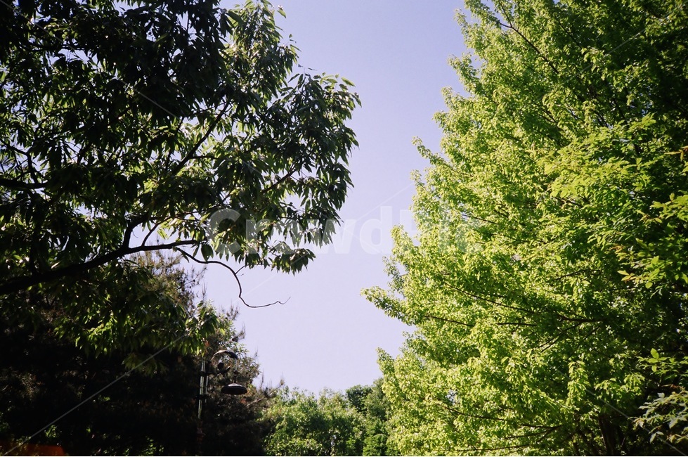 대전한밭수목원,수목원,나무,daejeon,arboretum,tree,sunny