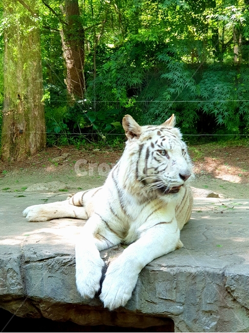 호랑이,백호,하얀,백색,whitetiger,tiger