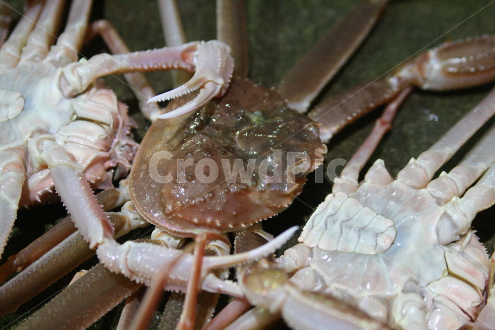 대게,홍게,박달대게,꽃게,랍스타,속초홍게,주문진홍게,박달홍게,수산시장,경매,어시장,새벽시장,노량진수산시장,후포리,울진대게,울진홍게,랍스터,킹크랩,영덕대게,황게,스노우크랩,붉은대게,음식,식재료,요리,food,cook,meal,dishes,food reserves,수산물,해산물,fishery products,seafood