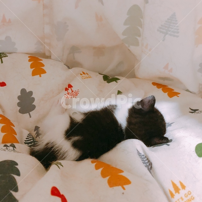 고양이,애묘,뽀시레기,동물,귀염뽀짝,cat,감성,감성사진,집사,텐트,like,애기,아가시절,동물,animal,포유류,mammal,고양이,cat,kitten,kitty