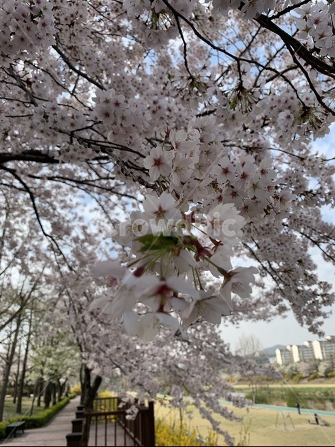 벚꽃,꽃,봄,봄날,예쁜꽃