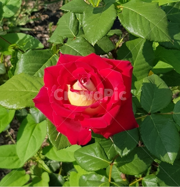 장미,rose,빨간장미,정열,5월장미,초록잎,싱그러움,노랑,꽃,flower,식물