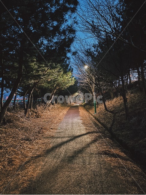 road,도로,tree,나무,plant,식물,gravel,자갈,dirtroad,흙길