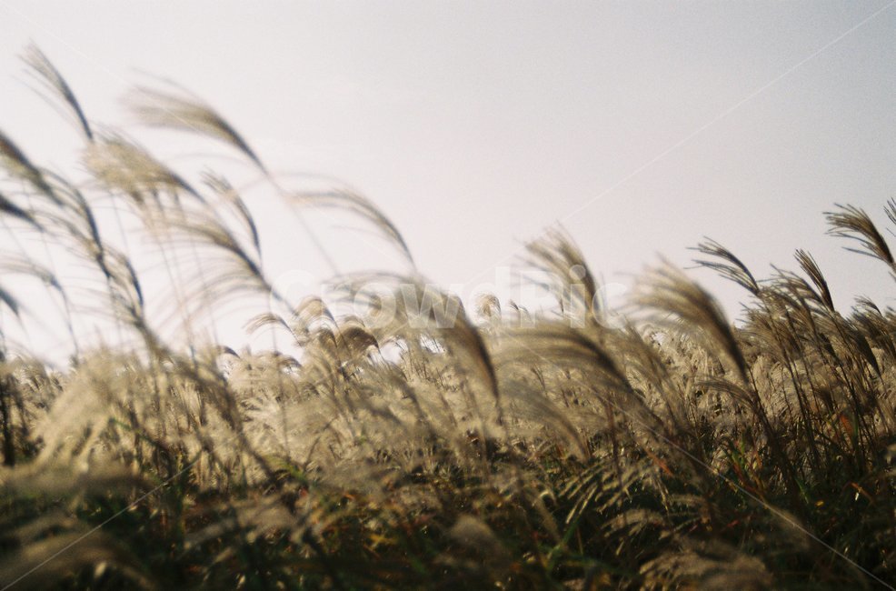 제주도,jeju,억새,가을,오름,필름,필름사진,film