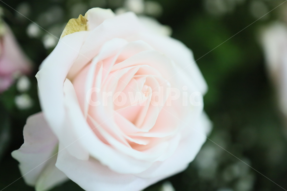 blossom,rose,장미,plant,식물,flower,꽃,꽃,flower