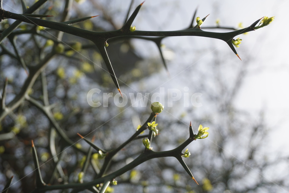 봄,4월,탱자나무,탱자나무가시,가시나무,새순,연두색,녹색,봄,계절,spring,season,식물,자연,plants,nature,plant