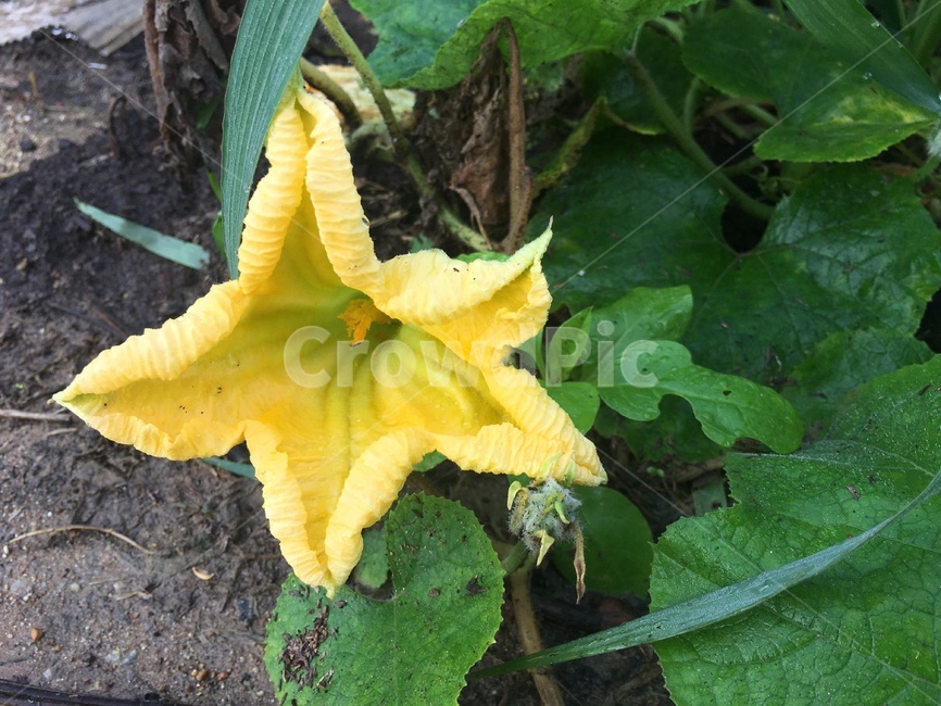 꽃,호박꽃,자연,식물,잎,벌레,노랑,벌,호박잎,잎사귀,leaf,pumpkinflower,flower,bee,stamen,수술,꽃술,nature,plant,야외