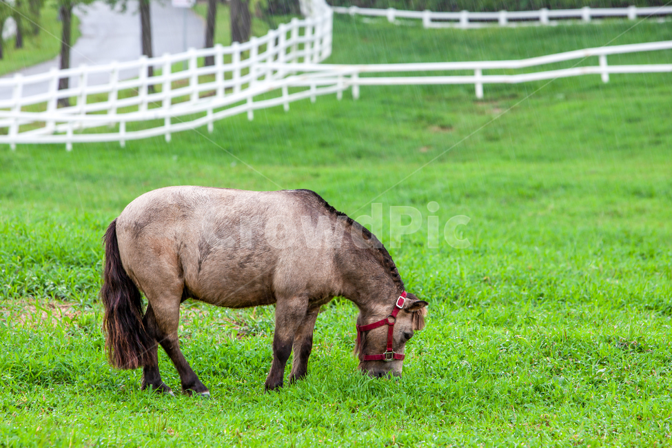 field,grassland,outdoors,옥외,nature,자연,farm,countryside,meadow,목초지,grazing,방목,pasture,ranch,풍경,배경,백그라운드,목장,울타리,목책,원당종마목장,종마목장,말,동물,토종말,제주토종말,풀,풀밭,초원,나무,식물,잔디,잔디밭,한마리,녹색,그린,농장,팜,동물,animal,포유류,mammal,목축업,목장,livestock farming,ranching,pasture