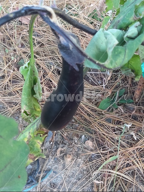 식물,vegetable,음식,가지,야채