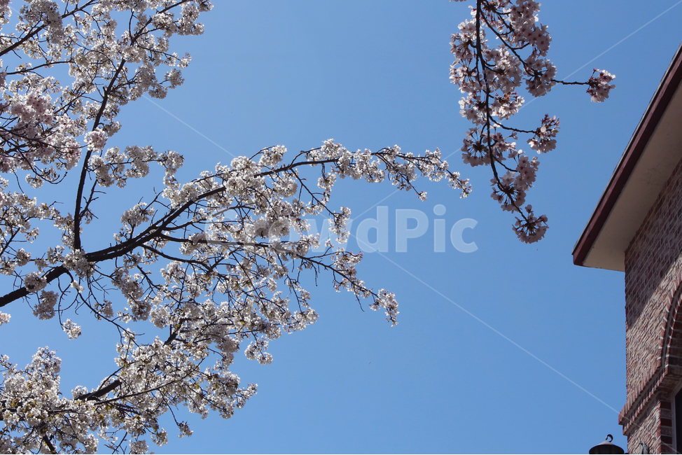 벚꽃,꽃,꽃나무,나무,식물,자연,봄,축제,벚꽃축제,일본,일본꽃,봄,계절,spring,season,식물,자연,plants,nature,꽃,flower,plant,blossom,cherry blossom