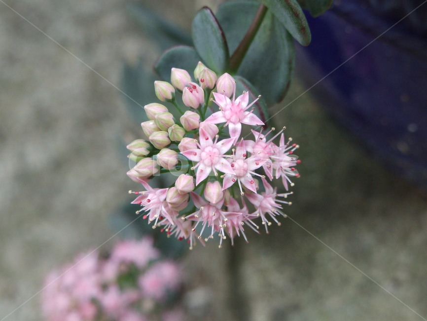 꽃,식물,꽃잎,flower,핑크꽃,식물,자연,plants,nature,꽃,flower