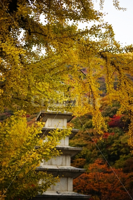 탑,가을,단풍,은행나무,단풍나무,부산,색감,풍경,건축,나무,tower,autumn,fall,vivid,color,busan,temple,절,사찰,tree,landscape,architecture,가을,계절,fall,autumn,season,한국전통,한국문화,korean traditional,korean culture,조각상,동상,석상,조형물,statue,bronze statue,stone statue,종교,신앙,religion,belief,faith,건축물,건물외관,exterior,building,structure,architecture,construction,plant,식물,leaf,잎,maple