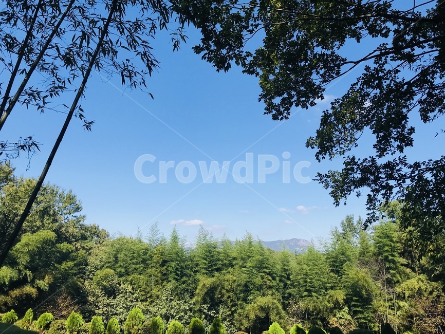 나무,식물,tree,초목,풍경